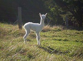  Northern Rivers Accommodation