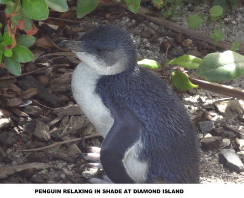 Diamond Island Resort - Northern Rivers Accommodation 2
