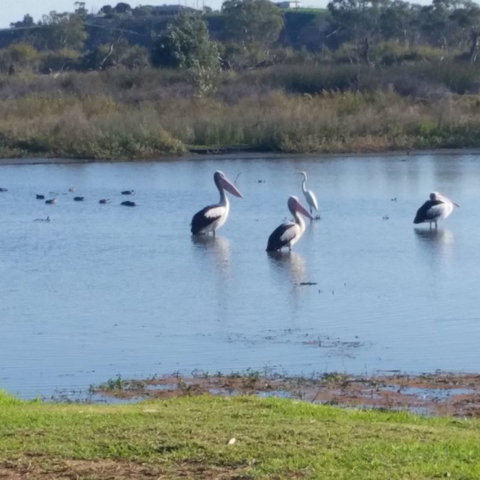Avoca Dell Caravan Park - Northern Rivers Accommodation 8