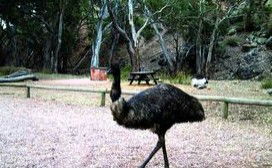 Mambray Creek Cabin - Northern Rivers Accommodation 1