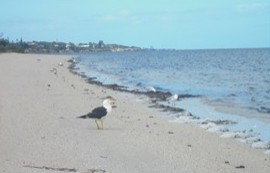 Tucked Away At Brownlow - Northern Rivers Accommodation 2