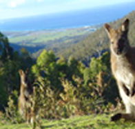 Rainbow Retreat Wilderness Eco Cabins - Northern Rivers Accommodation