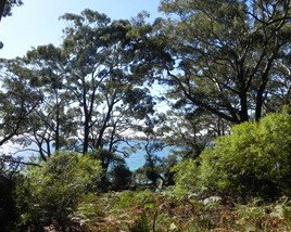 Booderee National Park: Bristol Point Camping Area - Northern Rivers Accommodation 1