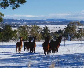 Castanian - Northern Rivers Accommodation 1