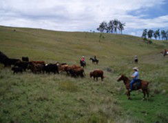 Camp Cobark - Northern Rivers Accommodation 2