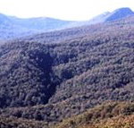 Callicoma Hill Eco-Cabins - Northern Rivers Accommodation