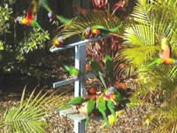 Chamomile Bed And Breakfast - Northern Rivers Accommodation 1