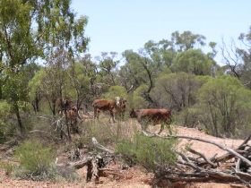 Aldville Station - Northern Rivers Accommodation 2