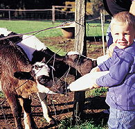 Pemberton Farm Chalets - Northern Rivers Accommodation