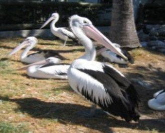 Christmas Cove Caravan Park - Northern Rivers Accommodation 0