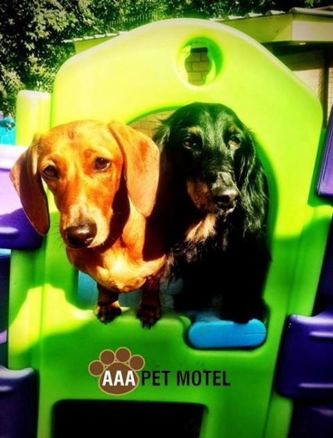AAA Pet Motel - Northern Rivers Accommodation 0