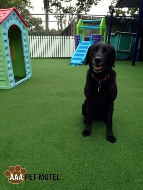 AAA Pet Motel - Northern Rivers Accommodation 1
