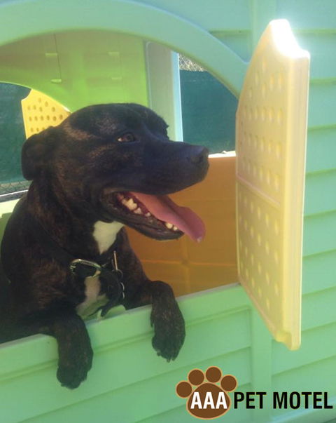 AAA Pet Motel - Northern Rivers Accommodation 4