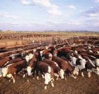 Bond Springs Outback Retreat - Northern Rivers Accommodation