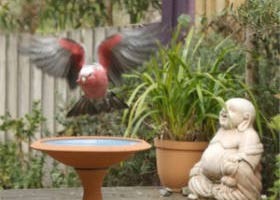 Wattle Court  Retreat - Northern Rivers Accommodation 0