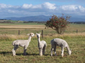 Promhills Cabins - Northern Rivers Accommodation 0