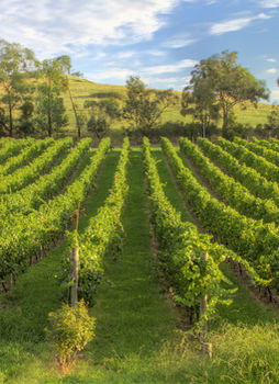Balgownie Estate Vineyard & Spa - Northern Rivers Accommodation 4