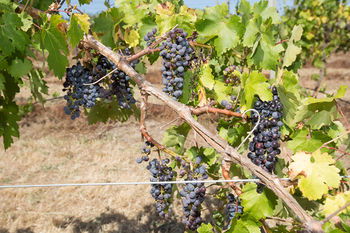 De'Vine Escape - Northern Rivers Accommodation 13