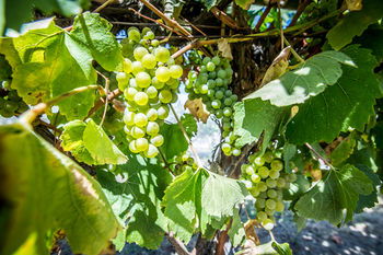 De'Vine Escape - Northern Rivers Accommodation 20