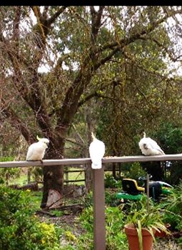 Australian Home Away @ Wonga Park Brushy Creek - Northern Rivers Accommodation 0