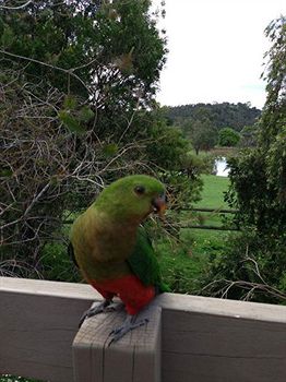 Australian Home Away @ Wonga Park Brushy Creek - Northern Rivers Accommodation 2