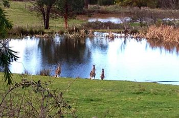 Australian Home Away @ Wonga Park Brushy Creek - Northern Rivers Accommodation 8