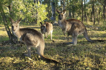 Eagleview Resort - Northern Rivers Accommodation 42