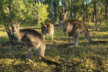 Eagleview Resort - Northern Rivers Accommodation 56