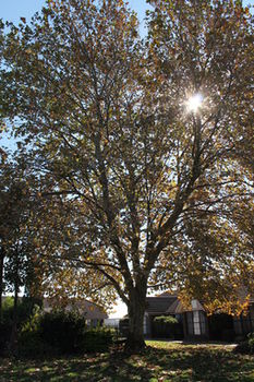 Airport Motel Sir Francis Drake - Northern Rivers Accommodation 16