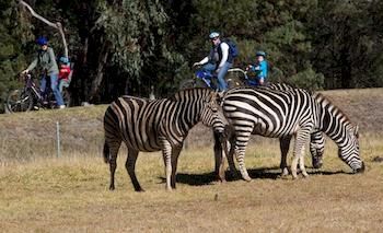 Zoofari Lodge, Taronga Western Plains Zoo - Northern Rivers Accommodation 8