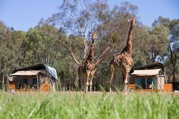 Zoofari Lodge, Taronga Western Plains Zoo - Northern Rivers Accommodation 13