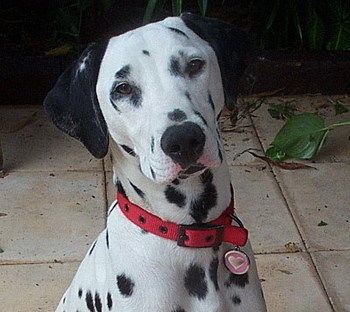 Tantarra Bed And Breakfast - Northern Rivers Accommodation 17