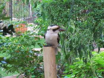 Amytis Gardens Retreat Spa And Cooking School - Northern Rivers Accommodation 3
