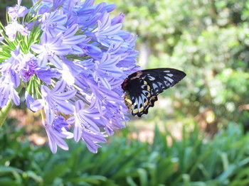 Amytis Gardens Retreat Spa And Cooking School - Northern Rivers Accommodation 4