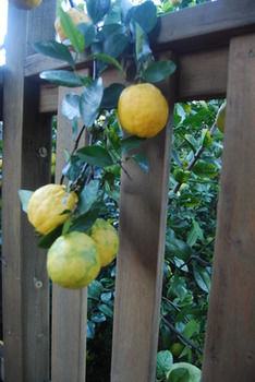 Highclaire House Bed And Breakfast - Northern Rivers Accommodation 27