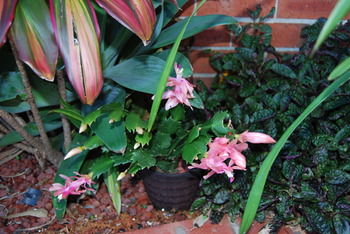 Cutmore Cottages - Bagala Bungalow - Northern Rivers Accommodation 35