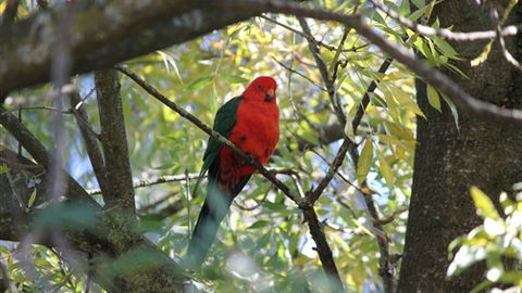 Gentle Annie Caravan And Camping Reserve - Northern Rivers Accommodation 2