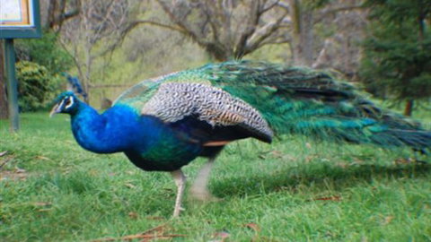 Jubilee Lake Holiday Park - Northern Rivers Accommodation 6