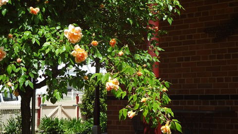 Carlyle House Rutherglen - Northern Rivers Accommodation 5