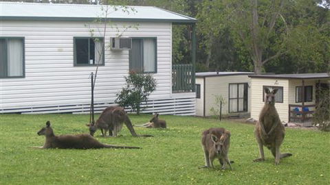 Halls Gap Caravan Park - Northern Rivers Accommodation 0