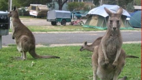 Halls Gap Caravan Park - Northern Rivers Accommodation 4