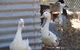 Cloud End Farmstay - thumb 8