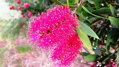 Sweetwater Stays Rural Retreat - Northern Rivers Accommodation 4