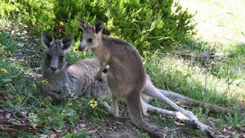 The Escarpment - Northern Rivers Accommodation 6