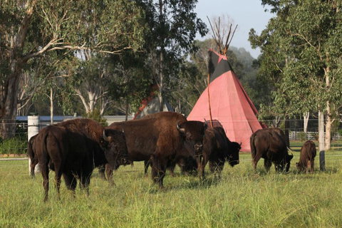 Aranyani Bison Adventure Tourist Park - Northern Rivers Accommodation 6