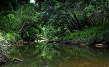 Aranyani Bison Adventure Tourist Park - Northern Rivers Accommodation 3