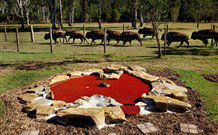 Aranyani Bison Adventure Tourist Park - Northern Rivers Accommodation 5