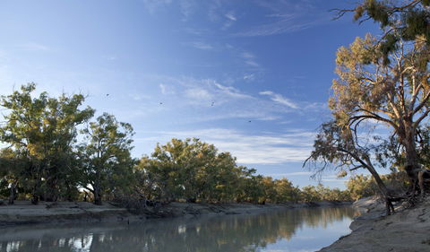 Darling River Campground - Northern Rivers Accommodation 0