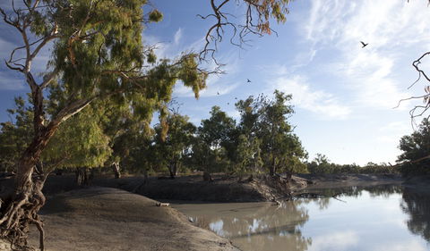 Darling River Campground - Northern Rivers Accommodation 1