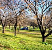 Wellington Caves Caravan Park - Northern Rivers Accommodation